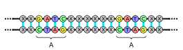 440px dna palindrome svg 2