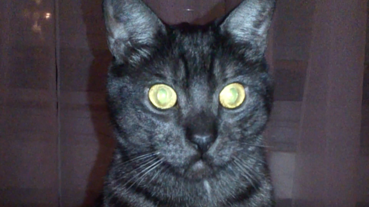 Tête du chat Plan Symétrique